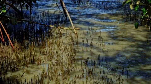 Mangrove forest ecosystem in Java Indonesia featuring dense tropical vegeta.. Stock Footage 345867031