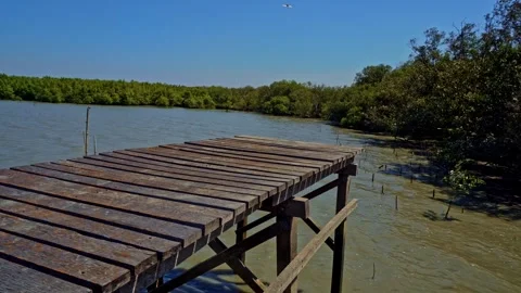 Mangrove forest ecosystem in Java Indonesia featuring lush tropical vegetat.. Stock Footage 345870772