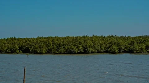 Mangrove Forest Ecosystem In Java Island Indonesia Showing Lush Green Trees.. Stock Footage 345869678