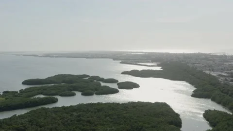 Mangrove forest ecosystem in Yucatan peninsula, near Puerto Progreso. Stock Footage 190889667