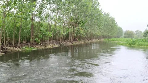 Mangrove Forest Edge by Water Stock-Footage 343910054