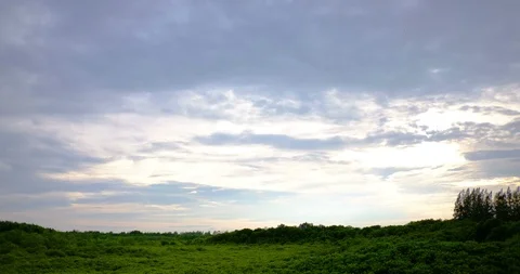 Mangrove forest in the evening. Stock Footage 89786651