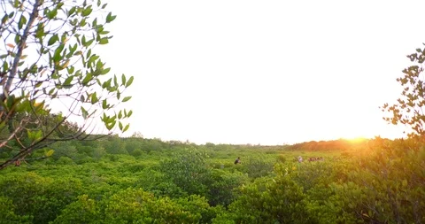 Mangrove forest in the evening. Stock Footage 89786822