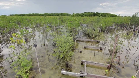 Mangrove forest in the evening. Stock Footage 96298544