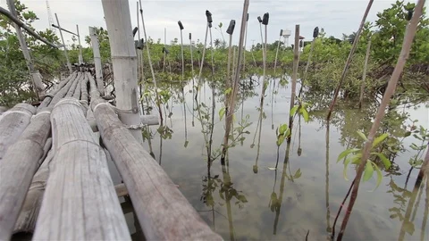 Mangrove forest in the evening. Stock Footage 96298728