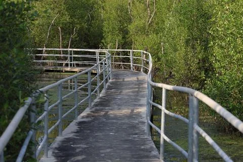 Mangrove forest exploration trail Stock Photos