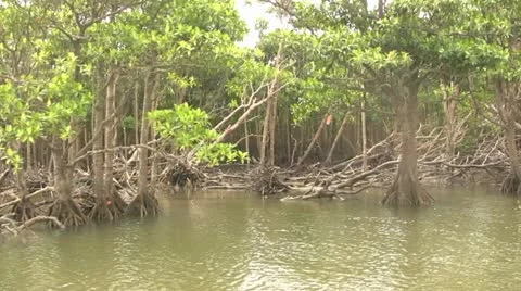 Mangrove Forest Video stock 12436202