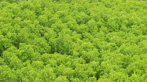 Mangrove forest 库存影片 25055265
