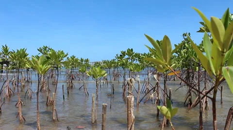 Mangrove forest Stock Footage 32204056