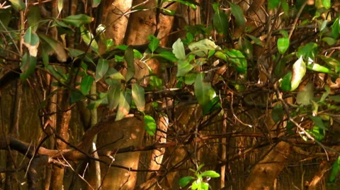 Mangrove forest Stock Footage 37335717