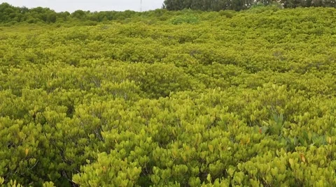 Mangrove forest Stock Footage 55857897