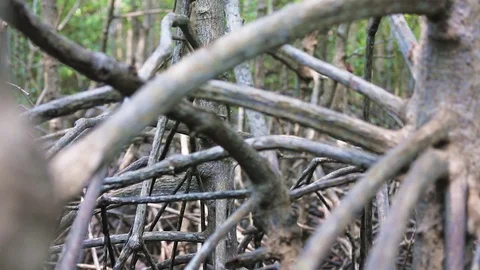 Mangrove forest  Stock Footage 80532411