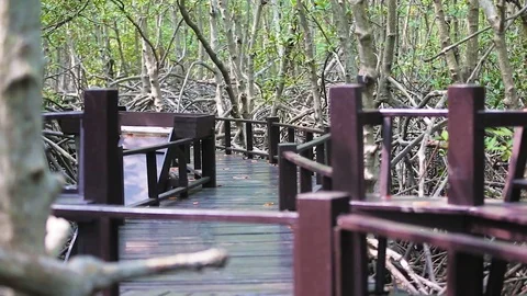 Mangrove forest Stock Footage