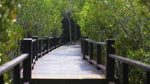 Mangrove forest Stock Footage