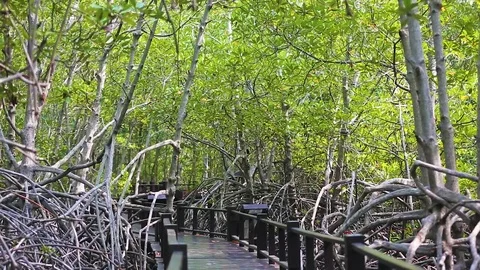 Mangrove forest  Stock Footage 80532544