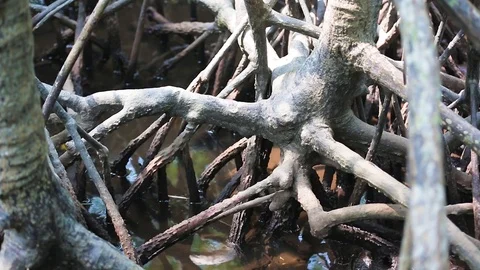 Mangrove forest  Stock Footage 80532550