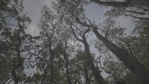 Mangrove forest Видео 90726279