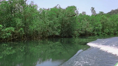 Mangrove forest Stock Footage 122513054