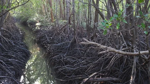 Mangrove Forest Stock Footage 136461167