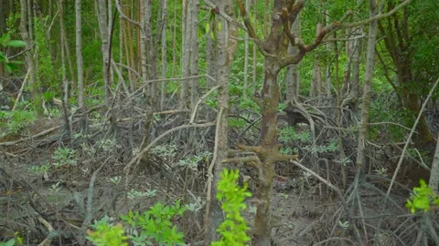 Mangrove Forest Stock Footage 158245116