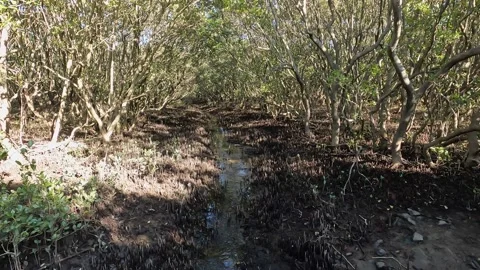 Mangrove Forest Stock Footage 203603274