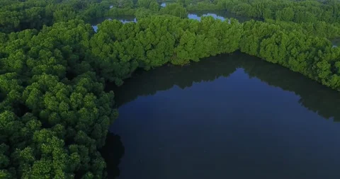 Mangrove Forest 動画素材 221011602