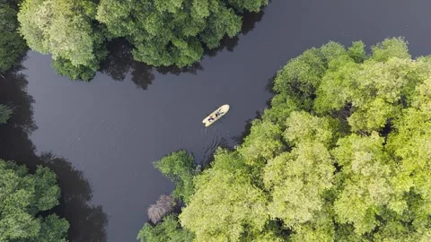 Mangrove Forest Video stock 252868497