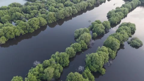 Mangrove Forest Video stock 252868599