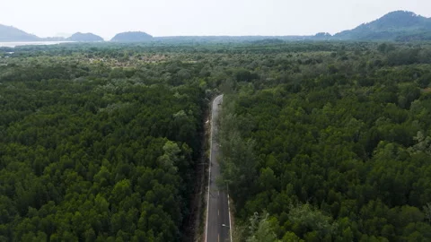 Mangrove forest Stock Footage 270089415