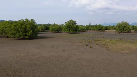 Mangrove forest Stock Footage 270089443