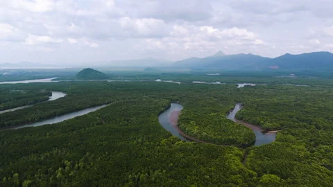 Mangrove forest Stock Footage 270089490