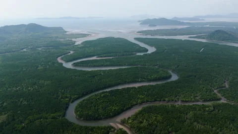 Mangrove forest Stock Footage 270089498