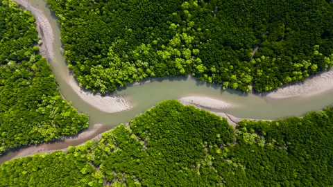 Mangrove forest Stock Footage 270089681