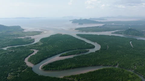 Mangrove forest Stock Footage 270089692