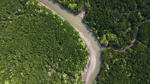 Mangrove forest Stock Footage 270089813