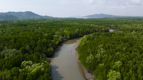 Mangrove forest Stock Footage 270090054