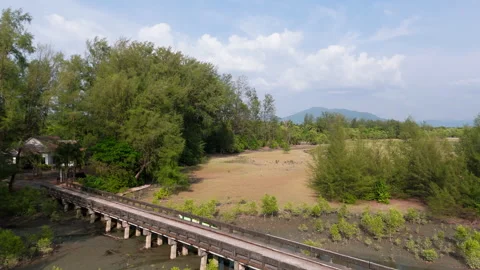 Mangrove forest Stock Footage 270090057