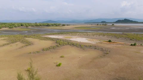 Mangrove forest Stock Footage 270090240