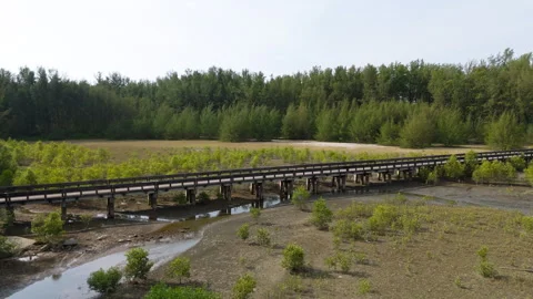 Mangrove forest Stock Footage 270090278