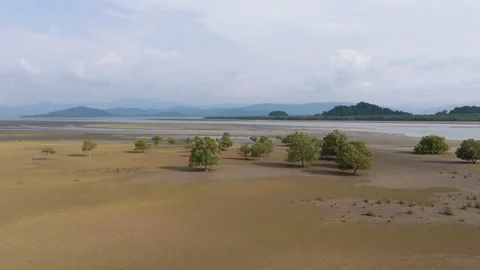 Mangrove forest Stock Footage 270090322