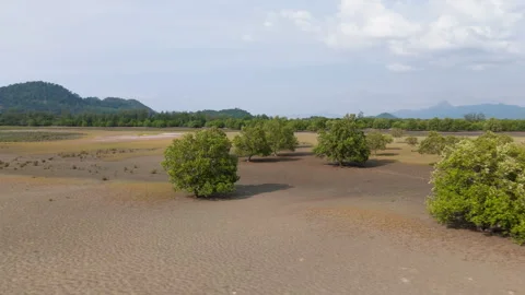Mangrove forest Stock Footage 270090338