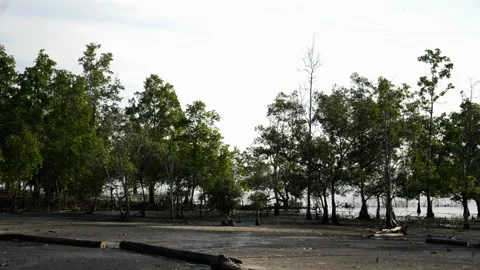 Mangrove forest Stock Footage 270449134