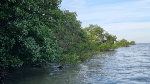 Mangrove forest Stock Footage 276611296