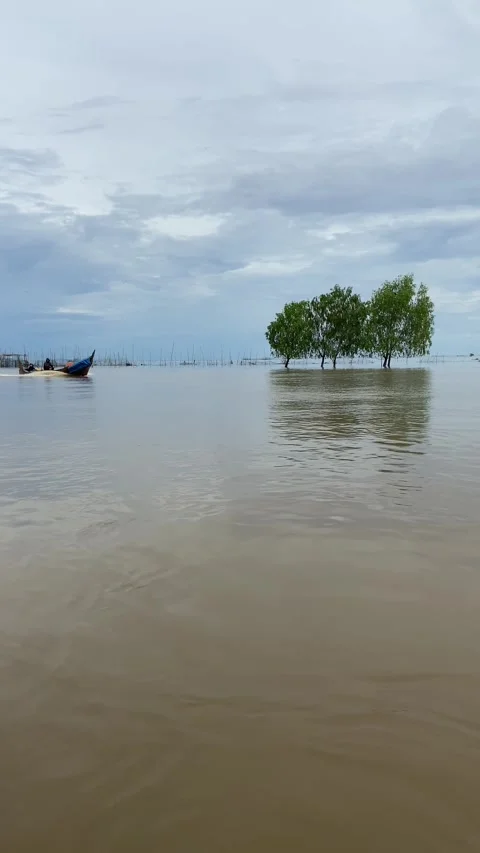 Mangrove forest Stock Footage 276676386