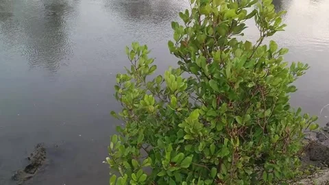 Mangrove forest Stock Footage 292797546