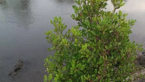 Mangrove forest Stock Footage 293770962