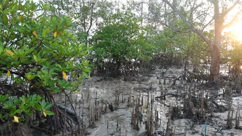 Mangrove forest Stock Footage 295178195