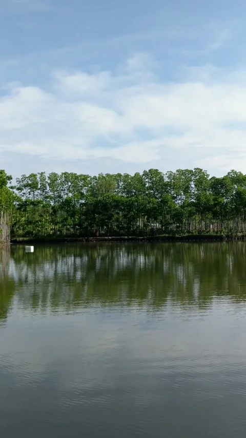 Mangrove forest Stock Footage 318241820
