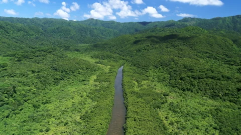 Mangrove Forest Vidéo 332537909