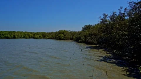 Mangrove Forest in Java Indonesia Aerial View 스톡 동영상 345871230